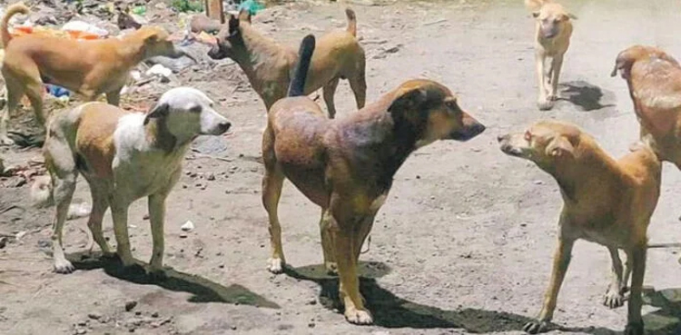 Stray dogs maul, kills 8-year-old child, Sadiqabad