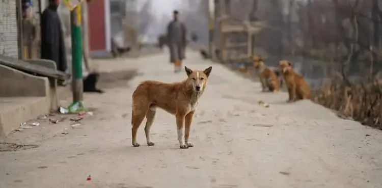 viral, stray dog, video, child,
