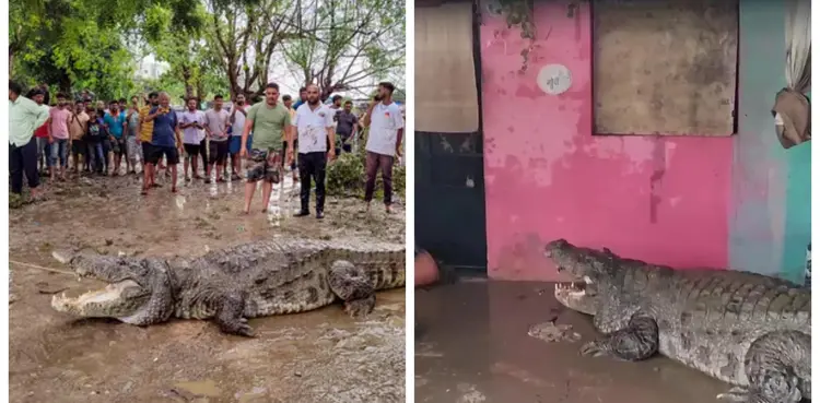 crocodiles, Vadodara, Gujarat, viral, reptile,