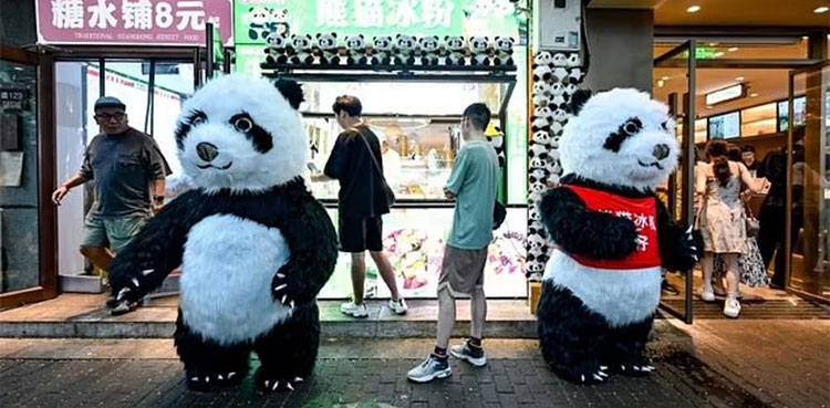 giant panda cubs