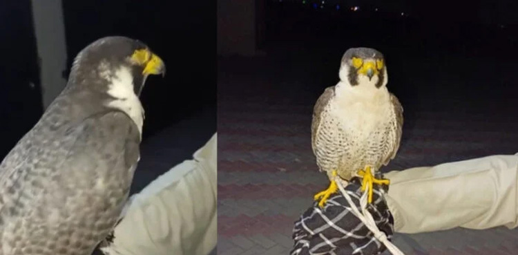 Rare eagle, worth Rs 100 million, recovered, Punjab