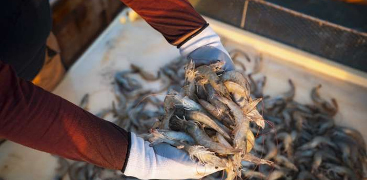 Bahrain fishing shrimp
