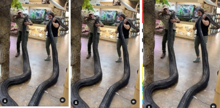 Viral video, Massive python , internet shocked