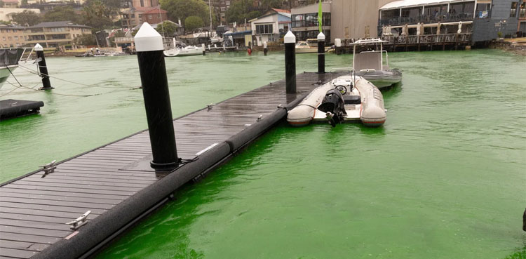 Sydney Harbor turns green, Rescue New South Wales (NSW), Sydney Harbor
