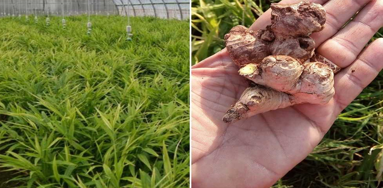 Oman ginger cultivation