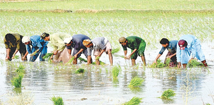 Rain damage crops Sindh