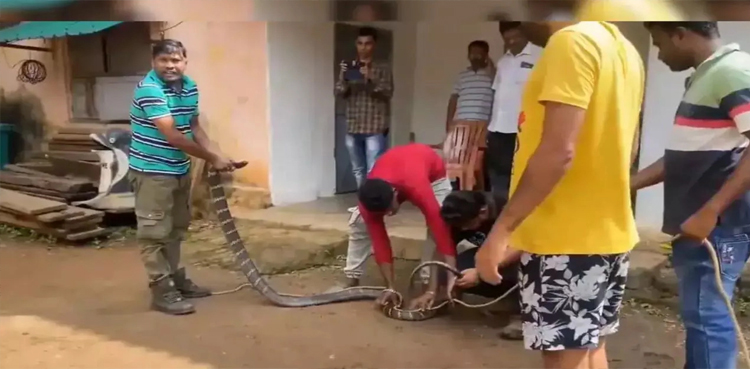 King Cobra in village, Odhisa king cobra
