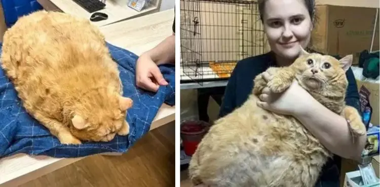 cat, strict diet, overweight,