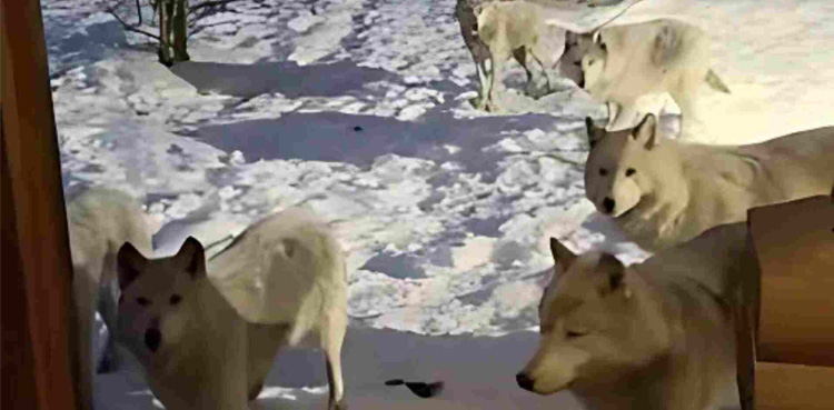 Viral Video, Wolves outside mirror cabin, Wolves