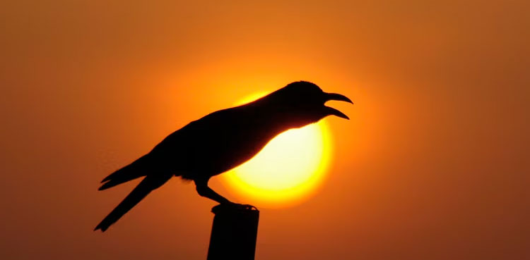 Indian crows
