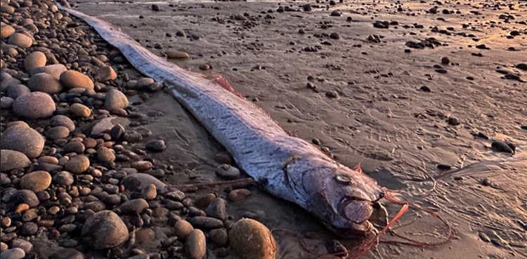 doomsday fish, oarfish, California shores, rare sighting