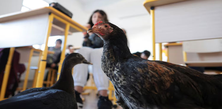 Chicken duck Romania