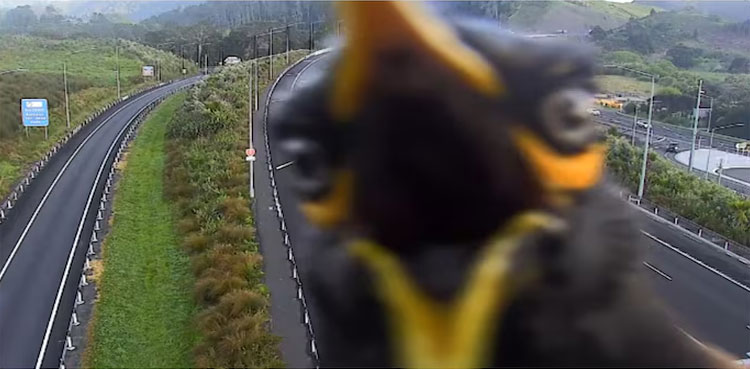 Myna bird highway camera, Myna traffic camera New Zealand