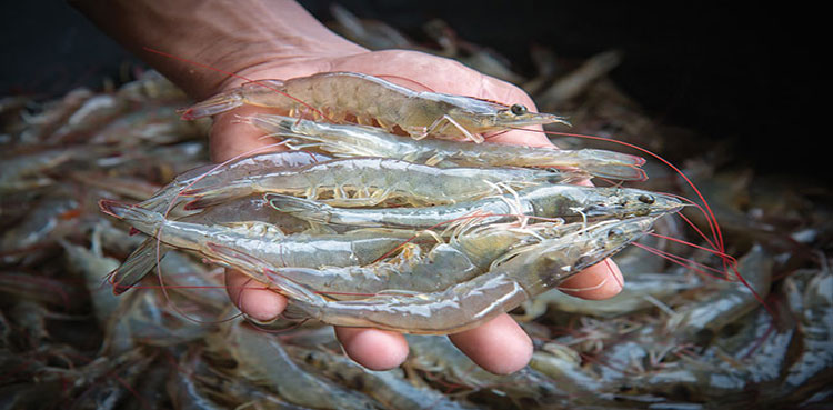 Punjab shrimp farming