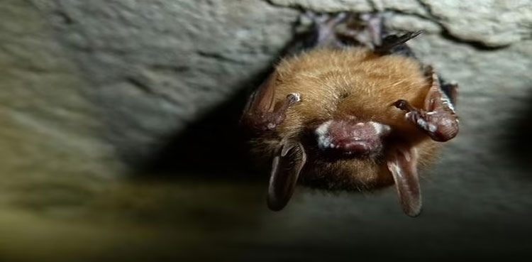 Fungus-ravaged US bats