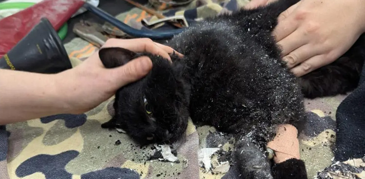 Cat rescued, Cat stuck, drainpipe, England