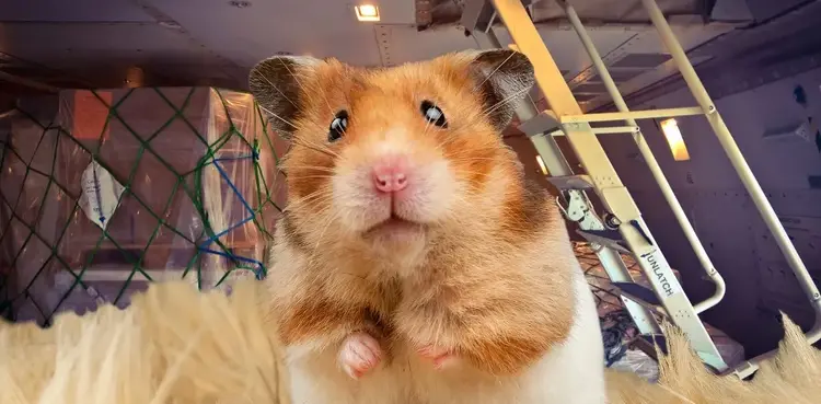 passenger plane, Portugal, hamsters, Airbus A321