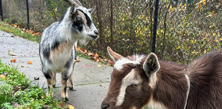 Goats, detained, Washington, Police,
