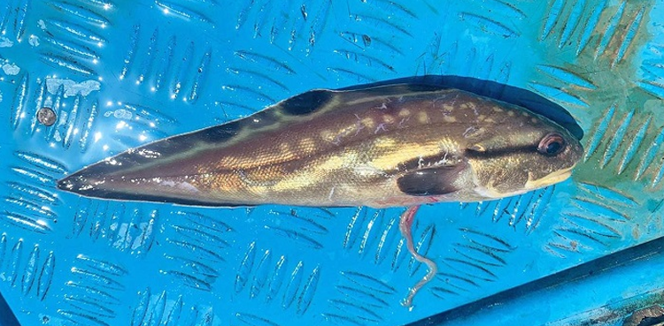 Rare fish, Spottobrotula mossambica, spotted sea snake of Mozambique, rare fish species