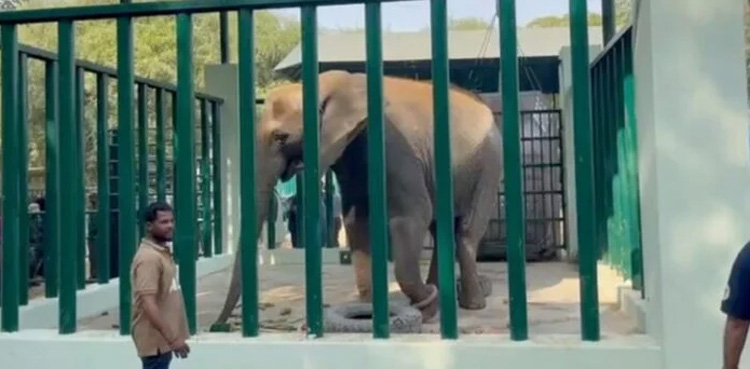 Sonia elephant, Karachi Mayor, Murtaza Wahab, investigation