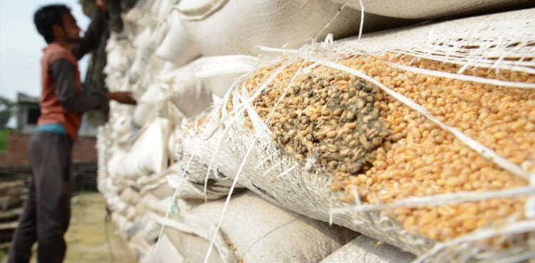Sindh wheat