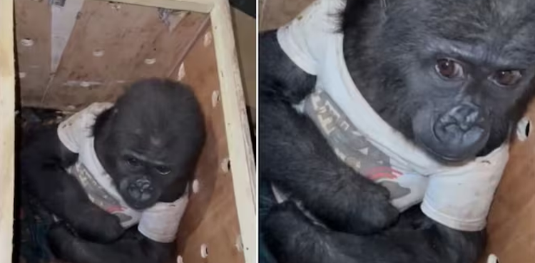 Gorilla video, Baby gorilla clothes, viral video,