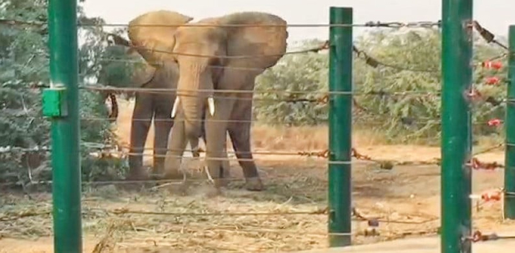 Elephant, Sonia, post-mortem, Karachi Safari Park