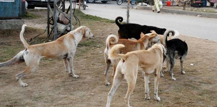 stray, dog, killing, Punjab, lahore