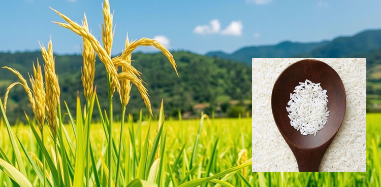 IRRI: The cost-effetive miracle rice combating malnutrition