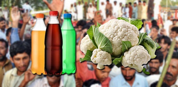 Viral, Cauliflower, Farmer, Pakistan