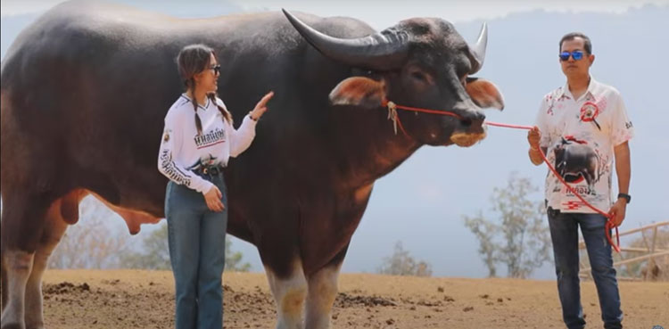 tallest water buffalo
