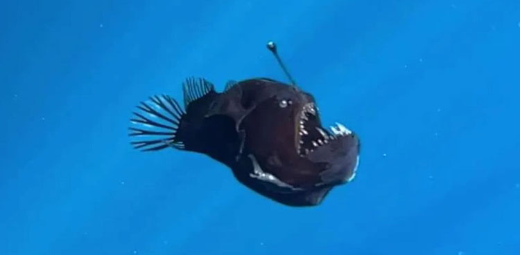 Viral Video, Black Devil Fish, Spain