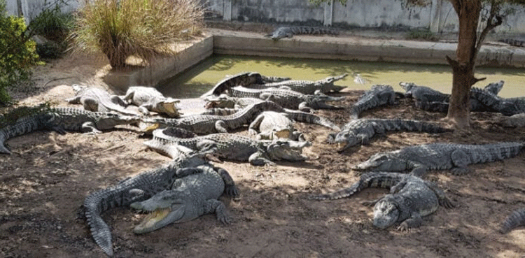 crocodile-farming,-pakistan,-jacobabad
