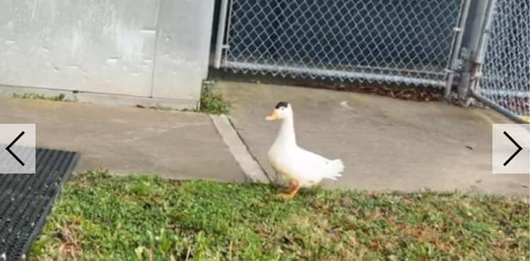 Bernice, Georgia Jail, Duck apprehended, Moved to Safety