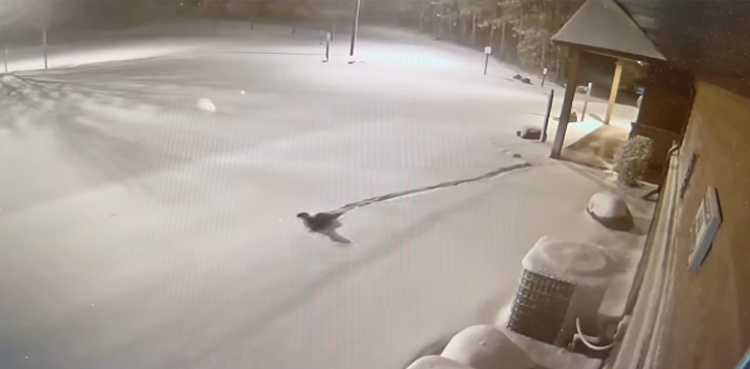 Wisconsin Zoo, otters escape, Wisconsin Zoo otters escape, Search underway