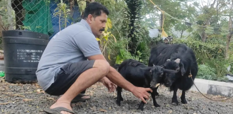 Karumbi, shortest living goat, pygmy goat, KERALA