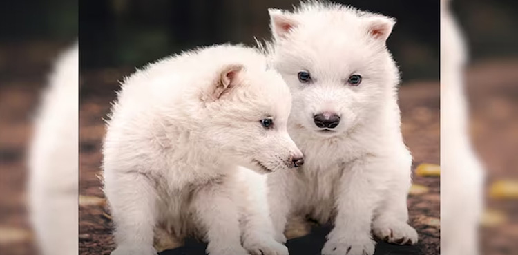 dire wolf, Colossal biosciences, viral