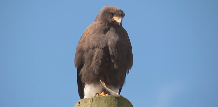 Viral, viral video, Harris hawk