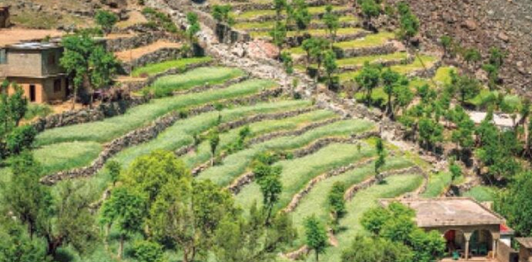 KP-mountain agriculture, mountain agriculture, Khyber Pakhtunkhwa