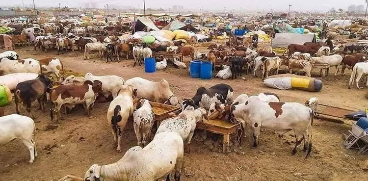 Eid ul Adha 2025-SOPs, Eid ul Adha 2025, sacrificial animals , Sindh