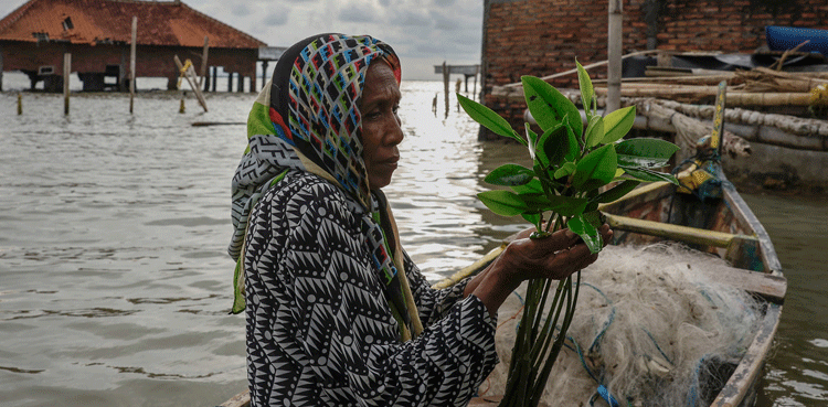 Woman-mangroves-Indonesia
