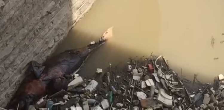 Blind dolphin، dead، Sukkur Barrage