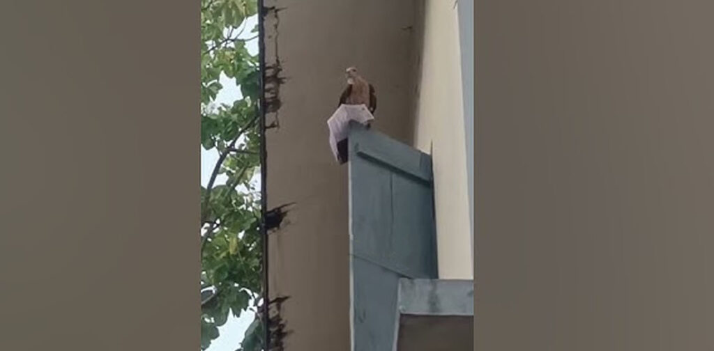 Viral, Eagle Snatches Exam Admit Card, Kerala