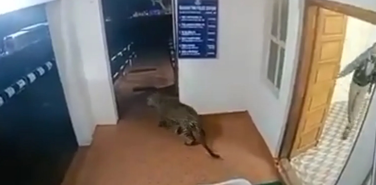 leopard enters police station, Tamil Nadu wildlife, viral CCTV footage