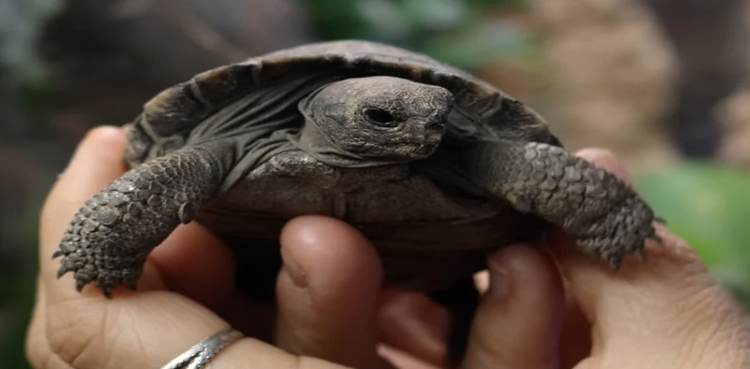 Philadelphia Zoo, viral, Galapagos Tortoises, Galapagos species