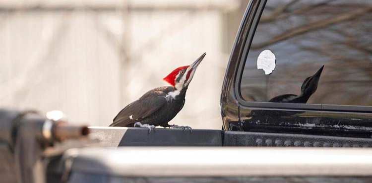 Ferocious woodpecker, Rockport Massachusetts, Woodpecker damages cars