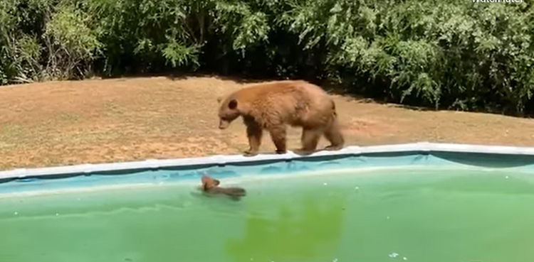mama bear, bear cubs, California wildlife, Monrovia bears, backyard pool