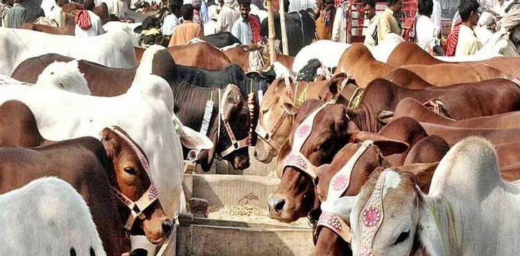 high prices of sacrificial animals, Eid ul Adha 2025, cattle market prices, Pakistan livestock trade