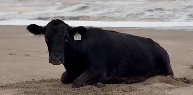 viral, Australia flood, cow found alive, floodwaters, New South Wales, Old Bar Beach