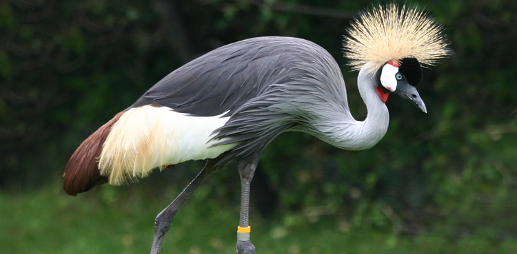 East African crowned crane, Cougar Mountain Zoo, escaped bird, Issaquah wildlife